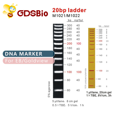 उच्च शुद्धता अभिकर्मक 20बीपी डीएनए मार्कर सीढ़ी जेल वैद्युतकणसंचलन