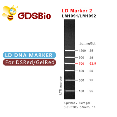 एलडी मार्कर 2 60 प्रेप्स डीएनए मार्कर इलेक्ट्रोफोरेसिस जीडीएसबीओ